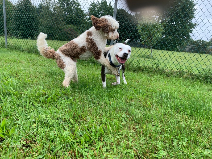 Gallery – Spoiled Rotten Pet Spa